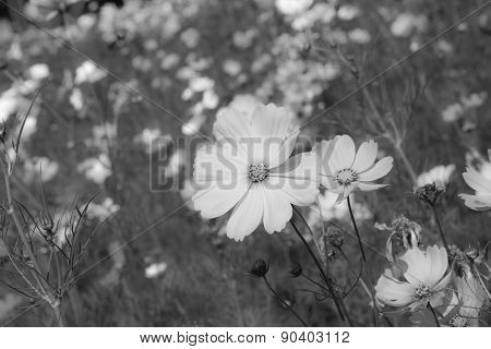Cosmos Flower In Garden