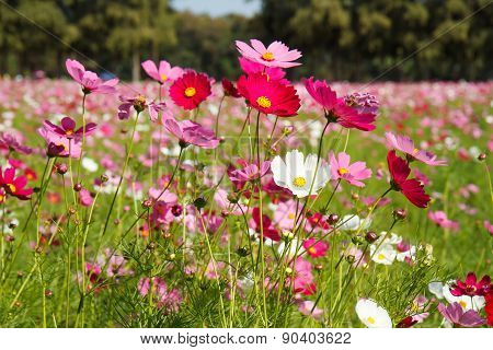 Cosmos Flower In Garden