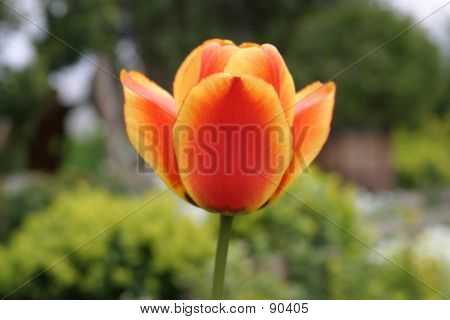 Rot-gelbe Tulpe