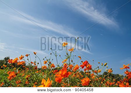 Yellow Cosmos Flower In Garden