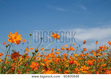 Yellow Cosmos Flower In Garden