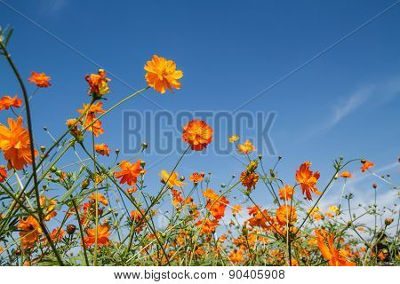 Yellow Cosmos Flower In Garden