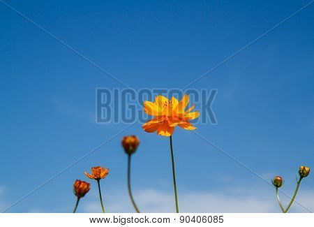 Yellow Cosmos Flower In Garden