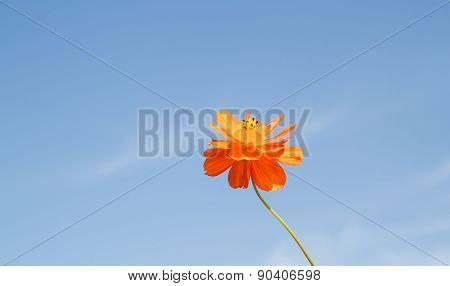 Yellow Cosmos Flower In Garden