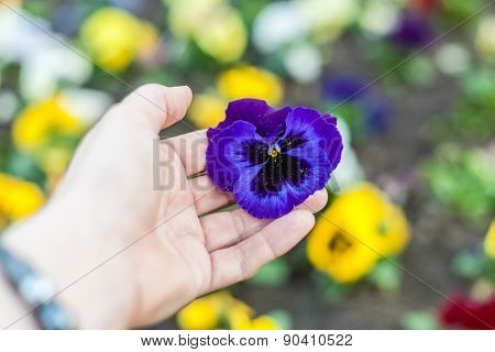 Female hand and flower selective focus
