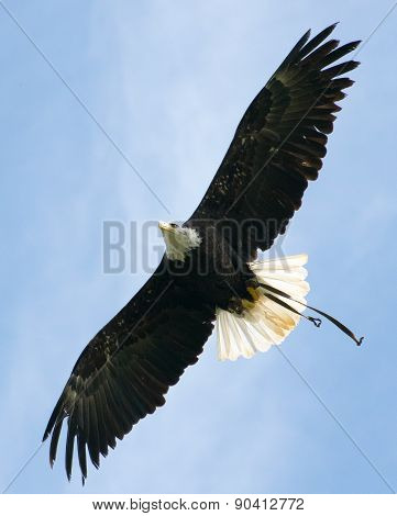 Bald eagle in flight