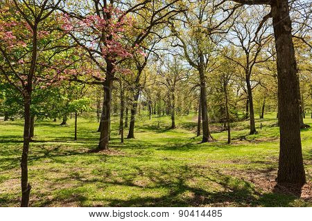 Spring Blossoms