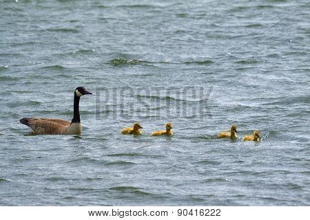 goose