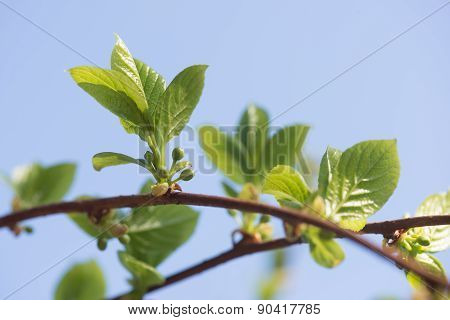 Schisandra - Young Buds And Leaves