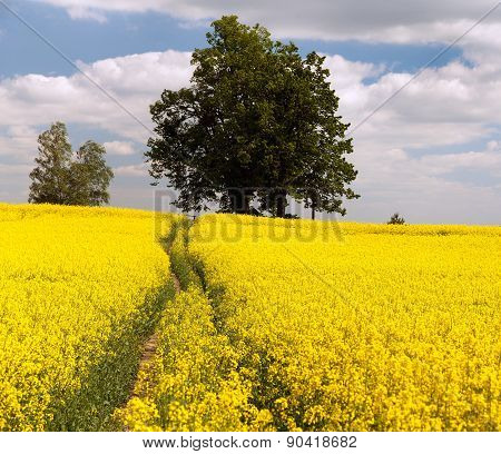 Field Of Rapeseed - Brassica Napus