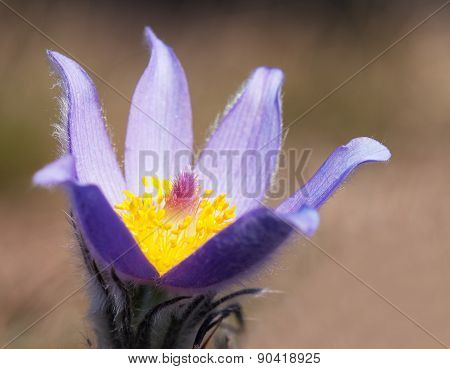Blue And Yellow Early Springy Flower Of Pasqueflower