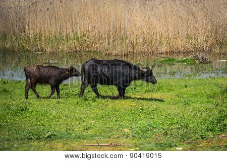 Cows On Island Of St. Ahileos At Lake Prespa, Greece