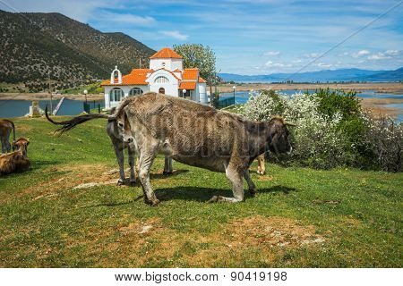 Cows On Island Of St. Ahileos At Lake Prespa, Greece