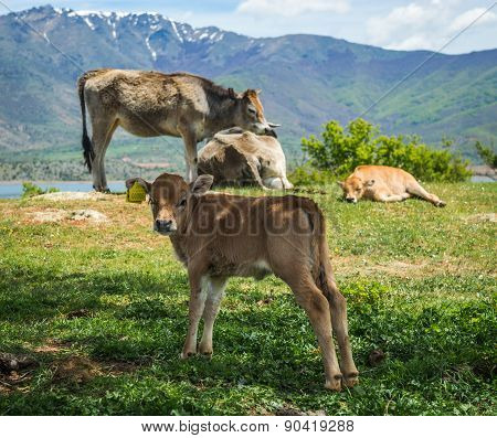 Cows On Island Of St. Ahileos At Lake Prespa, Greece