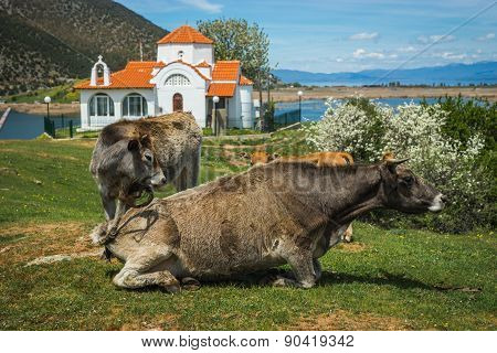 Cows On Island Of St. Ahileos At Lake Prespa, Greece