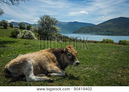 Cows On Island Of St. Ahileos At Lake Prespa, Greece