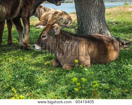 Cows On Island Of St. Ahileos At Lake Prespa, Greece
