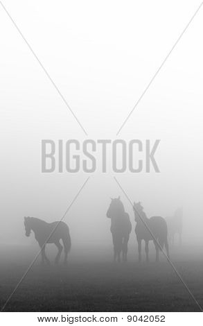 Morning Mist With Horses