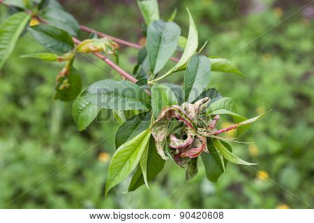 Peach Leaf Curl,taphrina Deformans