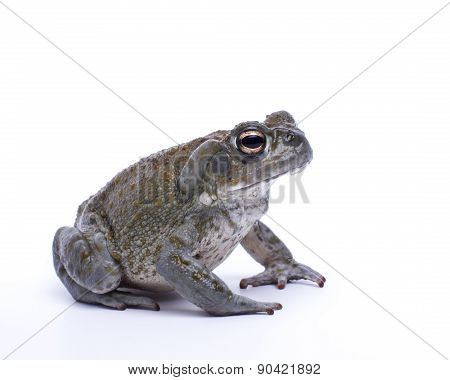 Sonoran Toad