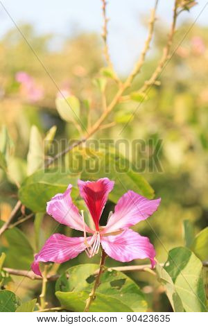 Purple Bauhinia  for home decor and beautiful garden