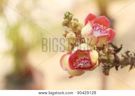 Cannon Balltree Flower for home decor and beautiful garden