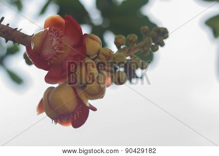 Cannon Balltree Flower for home decor and beautiful garden