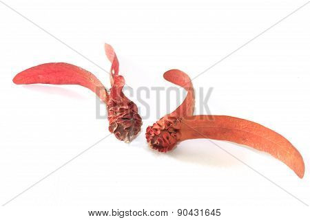 Dipterocarpus alatus flower on a white background
