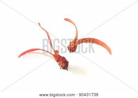 Dipterocarpus alatus flower on a white background