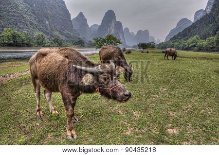 Cows Grazing On Pasture Near Li River And Karst Hills.