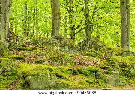 Beech Forest