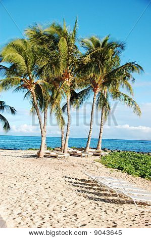 Palm tree beach