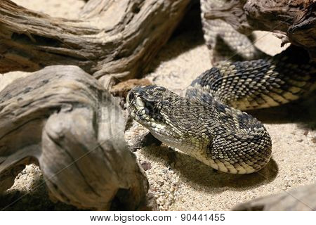 Eastern Diamondback Rattlesnake