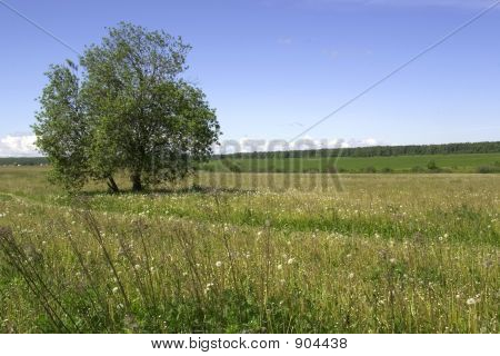 Letní krajina
