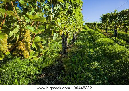 vintage autumn in the vineyard of a winemaker. ripe grapes in the vineyard awaiting harvest.