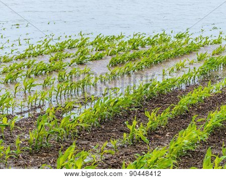 floods 2013. austria. floods and floods in agriculture