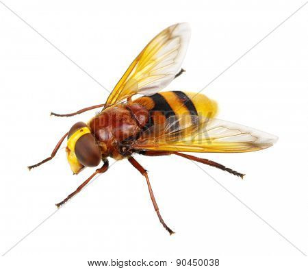 Horsefly isolated on white