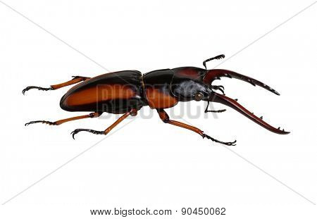 Stag beetle isolated on white