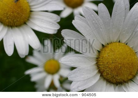 Rainydaisies