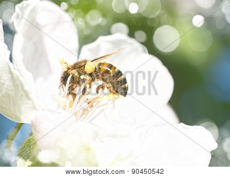 Bee on white flowers collecting pollen