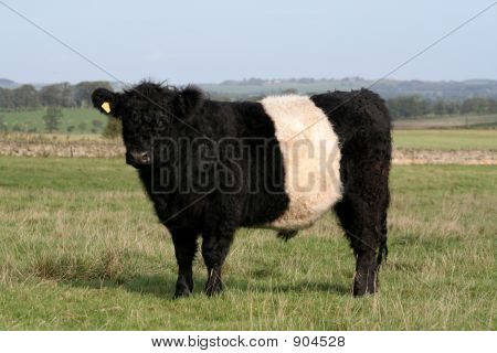 Kráva Belted Galloway