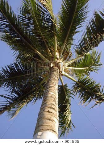 Hawaiianpalm