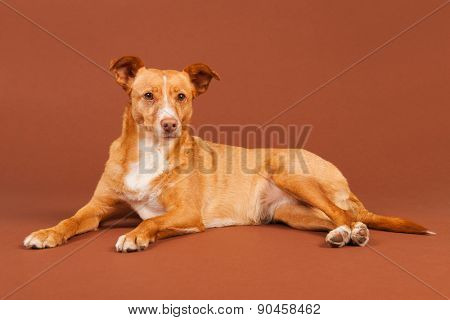 Spanish Podenco Andaluz on beige background