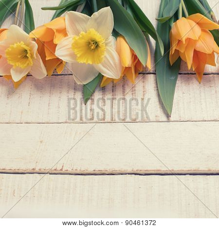 Background With Fresh Tulips And Narcissus