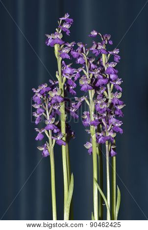Green-winged Orchid
