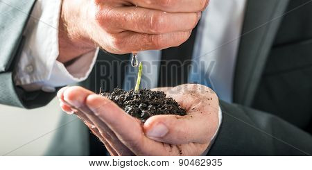 Businessman Watering  A Sprouting Seedling