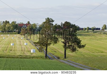 Two pines, road and farmland.