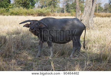 Water Buffalo