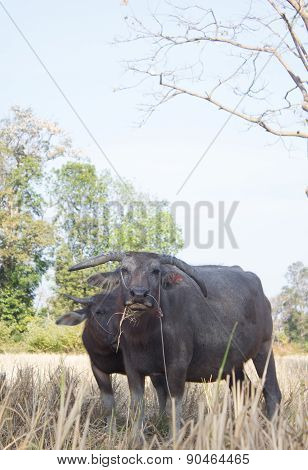 Water Buffalo