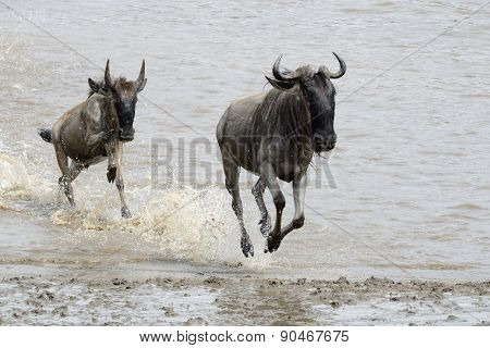 Wildebeest migration